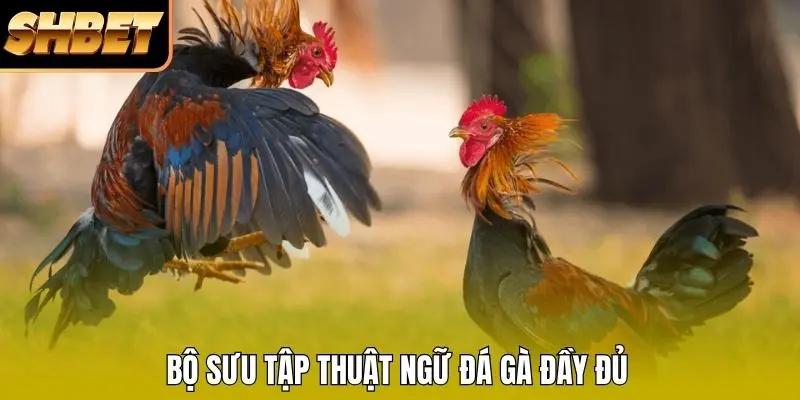 Bộ sưu tập thuật ngữ đá gà đầy đủ Bộ sưu tập thuật ngữ đá gà đầy đủ