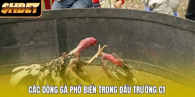 Các dòng gà phổ biến trong đấu trường C1 Các dòng gà phổ biến trong đấu trường C1