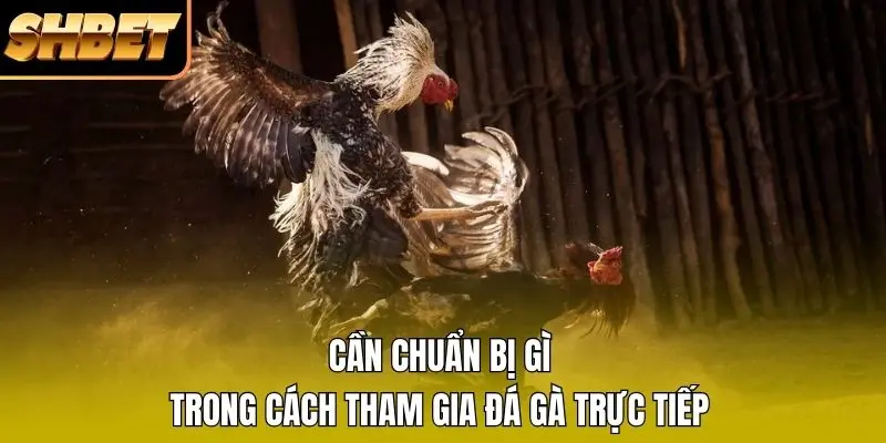 Cần chuẩn bị gì trong cách tham gia đá gà trực tiếp Cần chuẩn bị gì trong cách tham gia đá gà trực tiếp