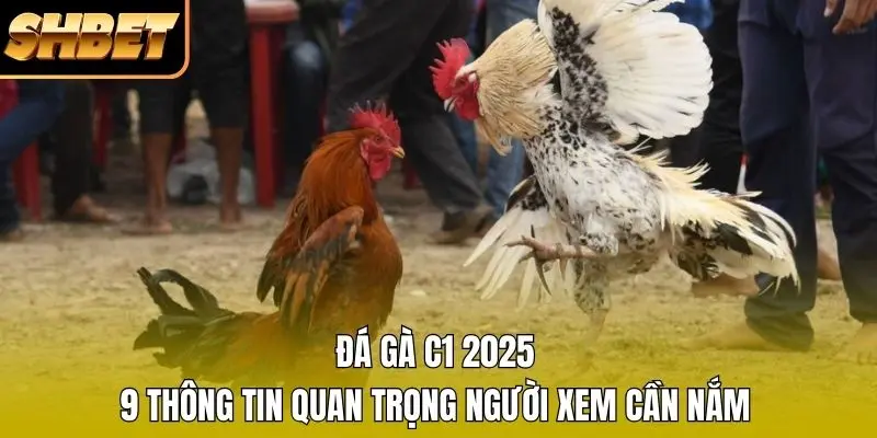 1 Đá Gà C1 2026 - 9 Thông Tin Quan Trọng Người Xem Cần Nắm Đá Gà C1 2026 - 9 Thông Tin Quan Trọng Người Xem Cần Nắm