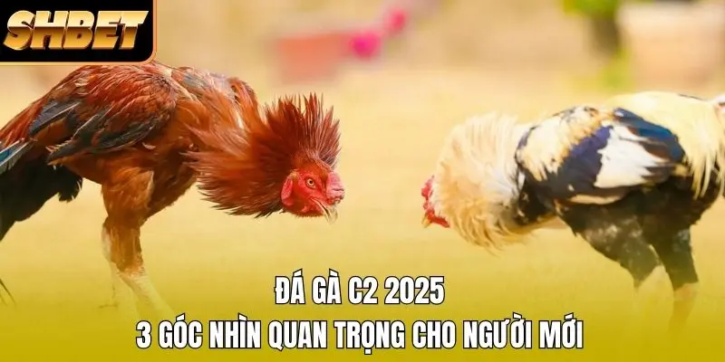 1 Đá Gà C2 2026 - 3 Góc Nhìn Quan Trọng Cho Người Mới Đá Gà C2 2026 - 3 Góc Nhìn Quan Trọng Cho Người Mới