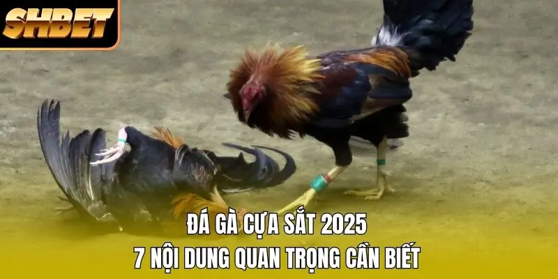 1 Đá Gà Cựa Sắt 2026 - 7 Nội Dung Quan Trọng Cần Biết Đá Gà Cựa Sắt 2026 - 7 Nội Dung Quan Trọng Cần Biết