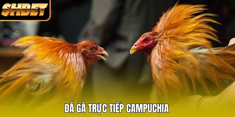 Đá gà trực tiếp Campuchia Đá gà trực tiếp Campuchia