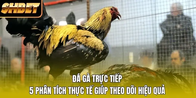 1 Đá Gà Trực Tiếp - 5 Phân Tích Thực Tế Giúp Theo Dõi Hiệu Quả Đá Gà Trực Tiếp - 5 Phân Tích Thực Tế Giúp Theo Dõi Hiệu Quả
