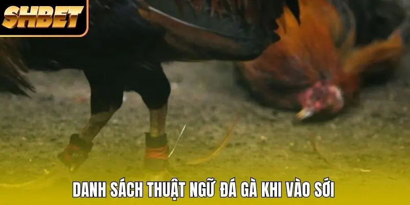 Danh sách thuật ngữ đá gà khi vào sới Danh sách thuật ngữ đá gà khi vào sới