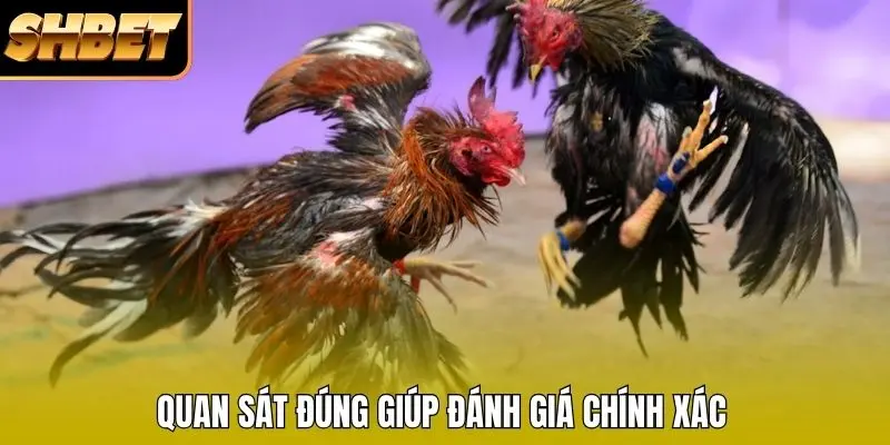 Quan sát đúng giúp đánh giá chính xác Quan sát đúng giúp đánh giá chính xác