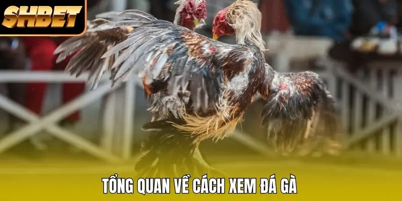 Tổng quan về cách xem đá gà Tổng quan về cách xem đá gà